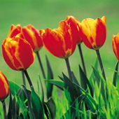 Promoties in Nederland