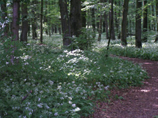 Fleringen / Prüm - Hotel Schoos - foto 3