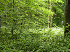 Fleringen / Prüm - Hotel Schoos - foto 6