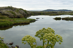 Het beste van IJsland - foto 6