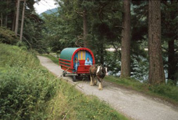 Huifkartochten in Ierland  - foto 5