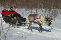 Wintersafari�s in Kemi - foto 4