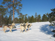 Wintersafari�s in Kemi - foto 5