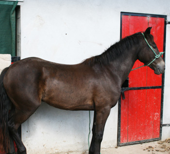 Vakantie voor paardenliefhebbers - foto 5