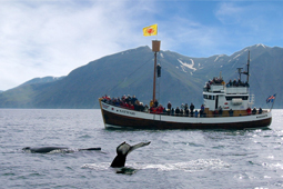 Autorondreis - IJsland Express in cottages - foto 4