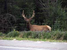 Autorondreizen West-Canada en Alaska