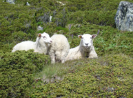 Gallia foto 8