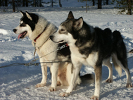Gallia foto 6