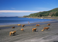 Gallia photo 3