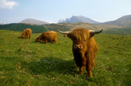 Gallia foto 10
