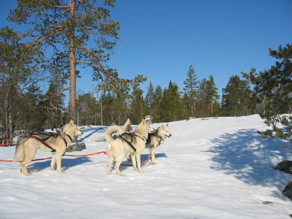 Afbeeldingsresultaat voor arctic action calling