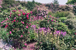 Gallia foto 6